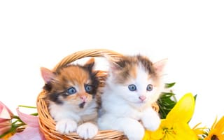 Картинка милые, маленький, котята