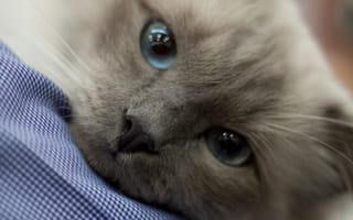 Картинка gatto, micio, животные, кошки, питомцы