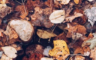 Картинка zedgefall17, autumn puddle, природа, осень