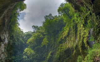 Картинка rainforest, forest view, дерево, лес, вид, растения