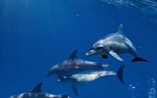 Картинка вода, море, животные, океан, рыба, дельфины
