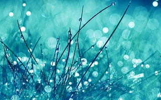 Картинка glare, блестящие, трава, боке