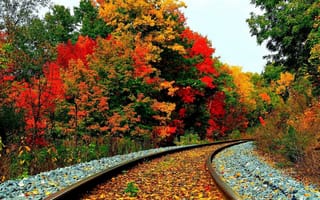 Картинка railroad tracks, дерево, лес, осень, поезда, железная дорога, пути