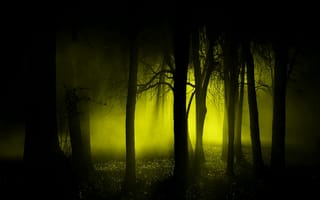 Картинка природа, ночь, лес, сияние