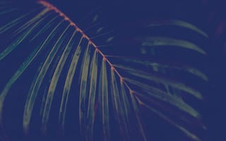 Картинка frond, природа, зеленые, лес, джунгли, флора