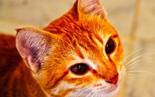 Картинка кошки, котята