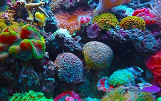 Картинка природа, море, неоновые, океан, радуга, кораллы