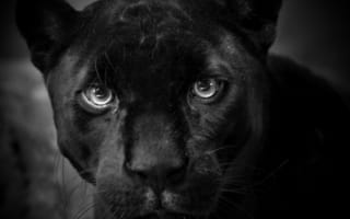 Картинка puma, черные, пума