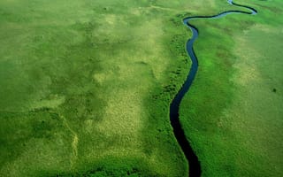 Картинка зеленые