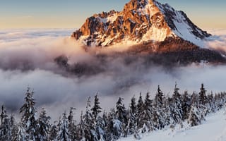 Картинка pines, slovakia, снег, горы, туман