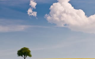 Картинка sceen, природа, дерево, желтые, симпатичные, песок, прекрасные