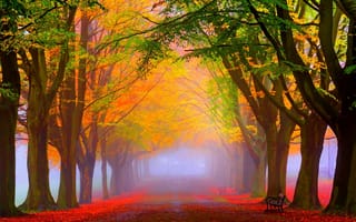 Картинка красые, зеленые, желтые, деревья, осень