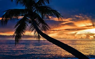 Картинка hd, природа, пейзаж, море, закат, пляж, пальмы