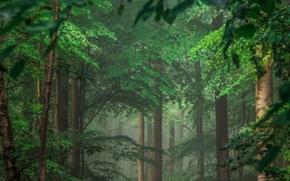 Картинка дерево, лес, растения