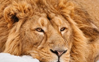 Картинка животные, кошки, лев, мех