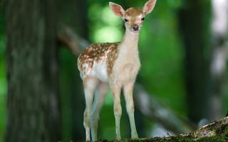Картинка милые, лес, малыш, олень