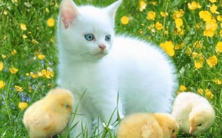 Картинка chicks, белые, кошки, животные