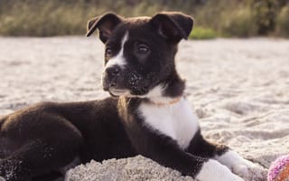 Картинка aww, canine, canine puppy, милые, собаки, питомцы, щенки, восхитительные