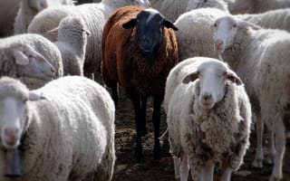 Картинка farm animal, черные, белые, цветные, животные, овца, ферма