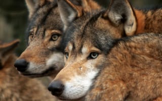 Картинка carnivore, pack, two wolves, животные, волк, дикие, два