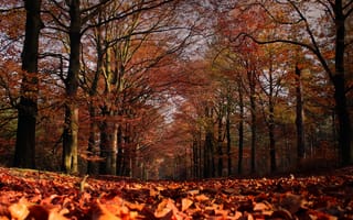Картинка fvrcg, hbr, heb, jbf, nbt, nt, ob, rz, vcr, vyt, zsvdxcx, природа