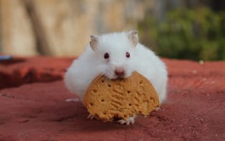 Картинка hamster, kunu, kunuham