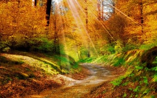 Картинка sunlights, природа, лес, осень, река, восход, упавший
