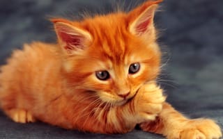 Картинка kot, kotek