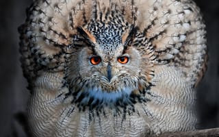 Картинка wise bird, животные, птицы, сова, перо, мудрые