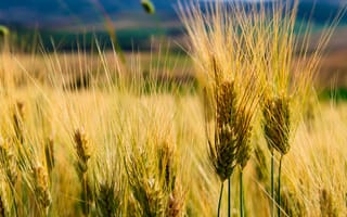 Картинка corn, land, ears of corn, природа