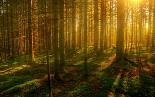 Картинка lc, zj, утро