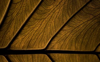 Картинка коричневые