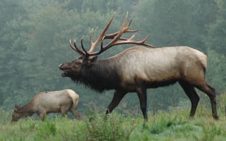 Картинка bugle, bugles, elk