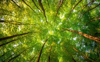 Картинка the forest, лес