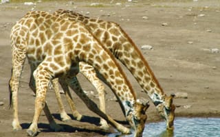 Картинка giraffes, животные
