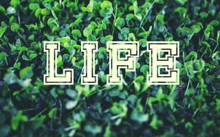 Картинка hierba, жизнь, зеленые