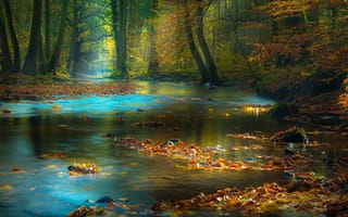 Картинка природа, пейзаж, лес, деревья