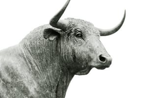 Картинка zedgees, спорт, рио, бык, спортивные, олимпиада