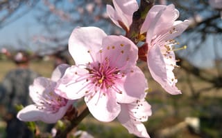 Картинка природа, прекрасные, весна, цвести