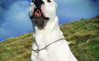 Картинка argentino, dogo, love, power, dogo argentino 5, любовь, белые, классные, взгляд, собаки