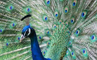 Картинка android, indian national bird, андроид, птицы, индийские, национальная