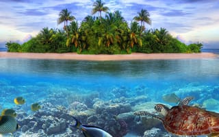 Картинка природа, пейзаж, море, пляж, рыба, камни, остров, пальмы, черепаха