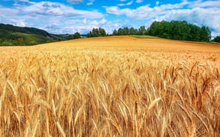 Картинка hd wheat field, поле, пшеница, макбук