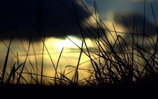 Картинка природа, небо, пейзаж, солнце, цветочные