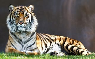 Картинка природа, животные, лев, тигр, трава, дикий