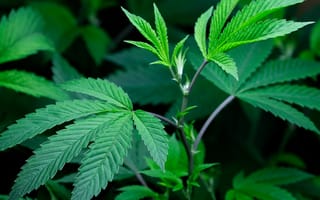 Картинка дерево, листья, растения