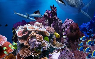 Картинка reef, aquatic, вода, море, океан, рыба, акула, кораллы