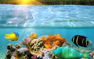 Картинка reef, море, тропические, подводные, кораллы, рыби