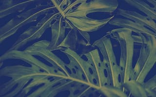 Картинка природа, зеленые, лес, джунгли, флора
