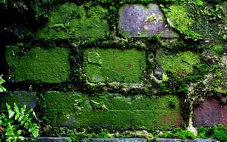 Картинка fv, pa, green wall, зеленые, стена